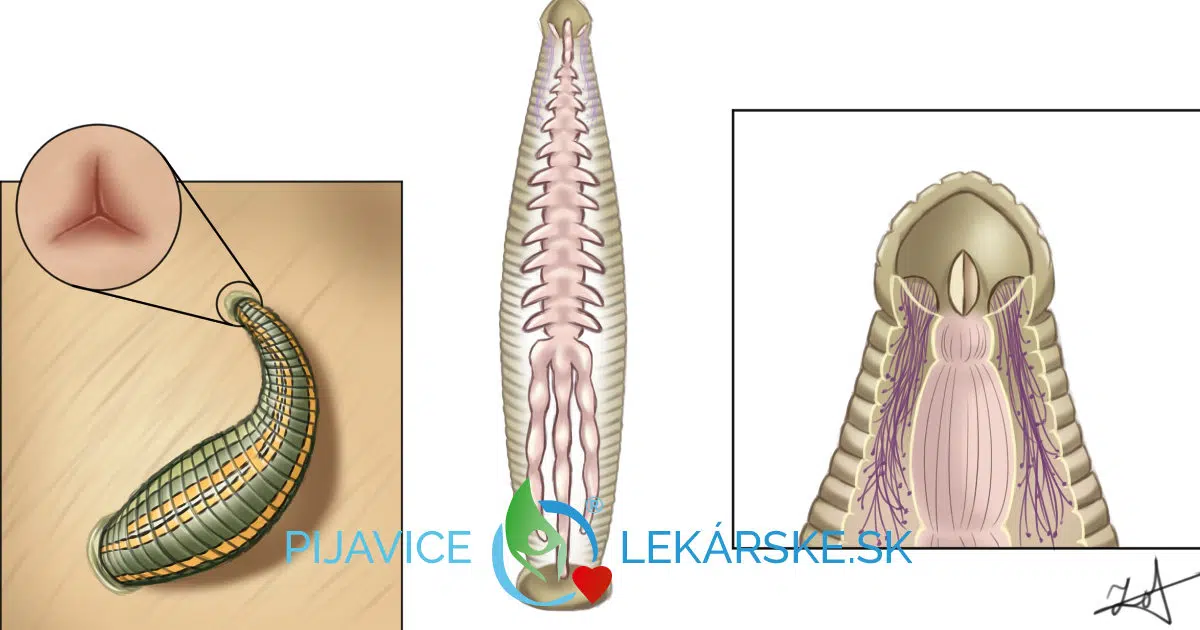 Anatómia pijavice lekárskej a rozmnožovanie