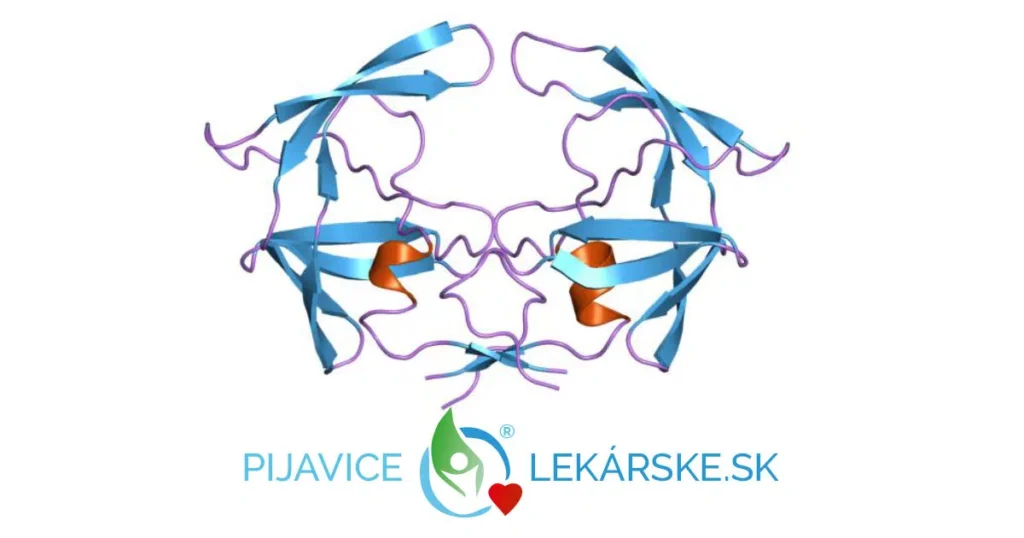 Pijavice a indikácie - je toho veľa, na čo všetko pomáhajú