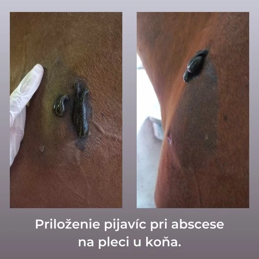 Absces u Koňa a pijavice lekárske